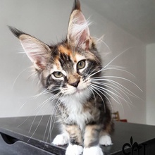 Котоматрица