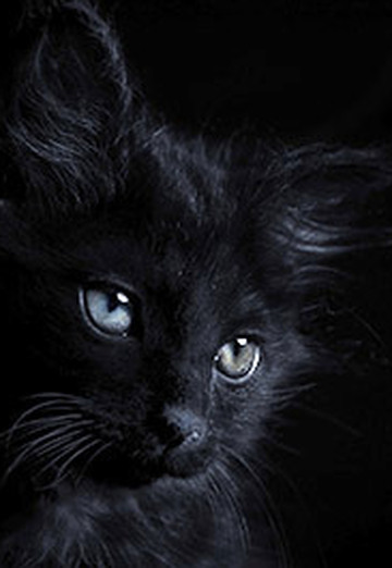Black Cat (@blackcat131) — моя фотография № 23