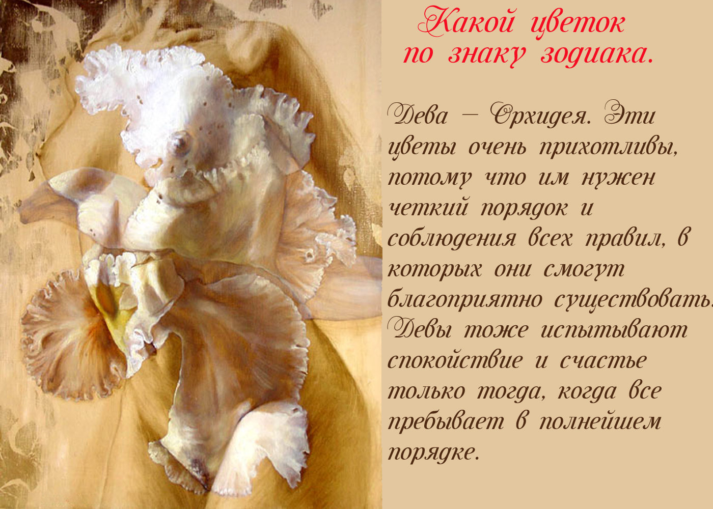 Какой цветок у девы по гороскопу женщины Какой цветок у девы по гороскопу женщины