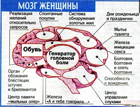 Смешные картинки мозг женщины, для крестных