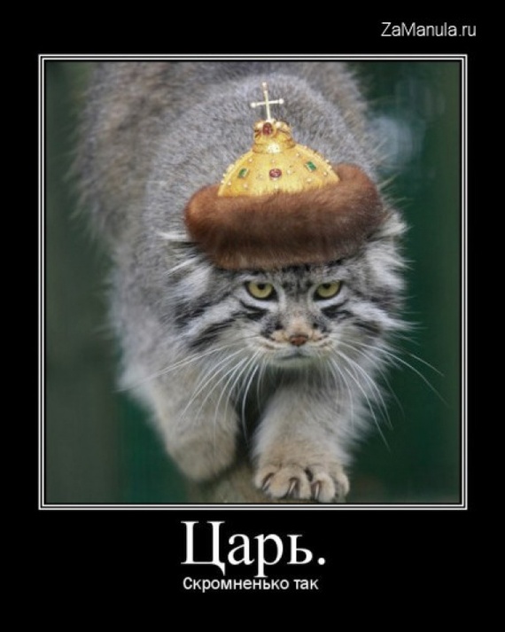 Яндекс днем, я царь смешные картинки