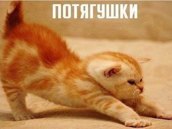 Картинки вставай соня доброе утро, пригласительные