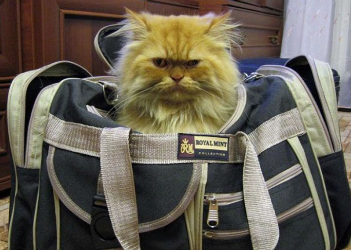 Кофе для, смешная картинка сумка
